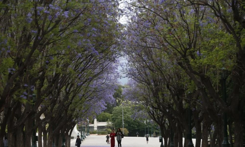 Δέντρο καταπλάκωσε παρκαρισμένο αυτοκίνητο στην Ερέτρια Εύβοιας